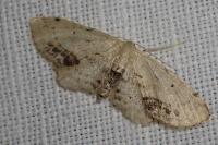 Idaea dimidiata