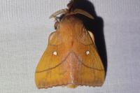 Odonestis pruni