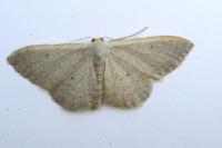 Idaea eugeniata