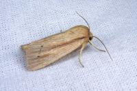 Mythimna impura