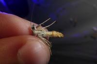 Aplocera efformata