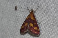 Pyrausta purpuralis