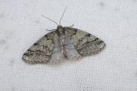 Tephronia lhommaria