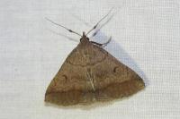 Zanclognatha lunalis