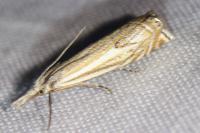 Crambus lathoniellus