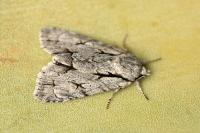 Acronicta psi