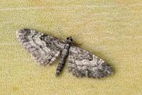 Eupithecia lariciata