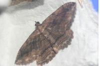 Philereme transversata