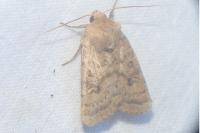 Hoplodrina octogenaria/blanda