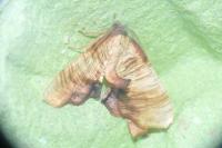 Plagodis dolabraria