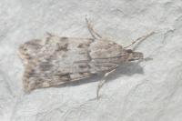 Scoparia