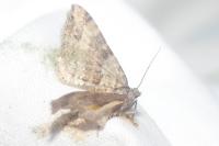 Mesotype didymata