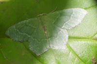Hemithea aestivaria