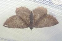 Philereme vetulata
