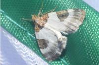 Plemyria rubiginata