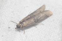 Nephopterix angustella