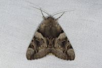 Catocala fulminea