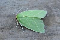 Bena bicolorana