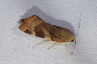 Noctua fimbriata