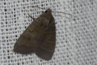 Ipimorpha subtusa