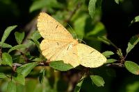 Angerona prunaria