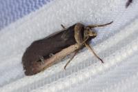 Ochropleura leucogaster