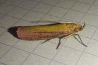 Oncocera semirubella
