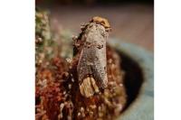 Phalera bucephala