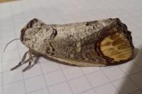 Phalera bucephala