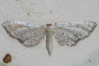 Idaea infirmaria