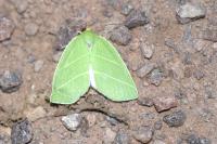 Bena bicolorana