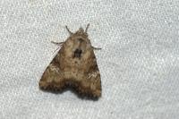 Apamea scolopacina