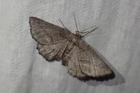 Nychiodes obscuraria