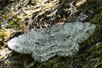 Hypomecis roboraria