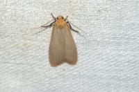 Katha depressa