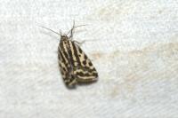 Emmelia trabealis