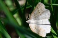 Petrophora chlorosata
