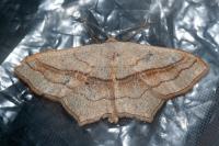 Scopula imitaria