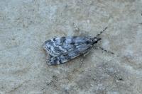 Scoparia conicella