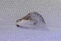 Cilix glaucata