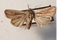 Leucania comma