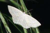 Scopula immutata