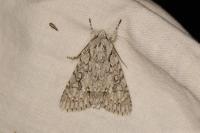 Acronicta aceris