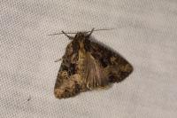 Mesapamea secalella/secalis