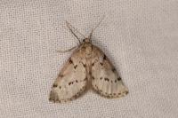 Eumannia oranaria