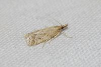 Eudonia pallida