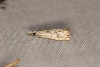 Catoptria falsella