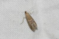 Ephestia