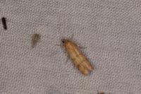 Homoeosoma sinuella