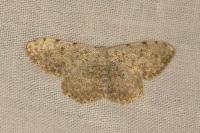Scopula submutata roseonitens